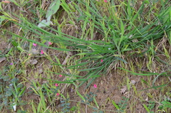Lathyrus nissolia