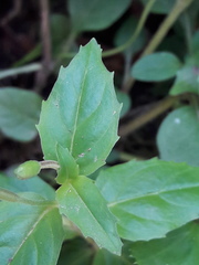Epilobium alsinifolium