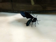 Syntomeida syntomoides