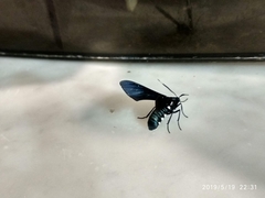 Syntomeida syntomoides