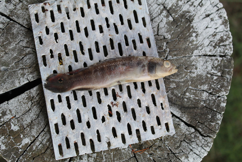 Halfbanded pike cichlid (Crenicichla semifasciata) — Cichlidae