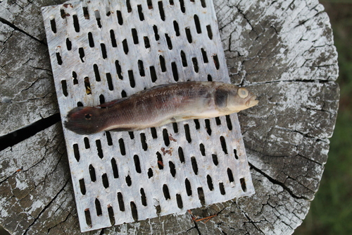 Halfbanded pike cichlid (Crenicichla semifasciata) — Cichlidae