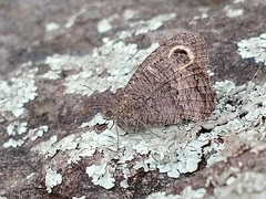 Haywardella edmondsii