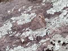 Haywardella edmondsii