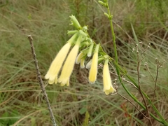 Rhabdocaulon denudatum