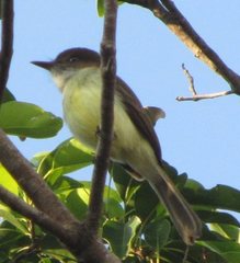 Myiarchus barbirostris