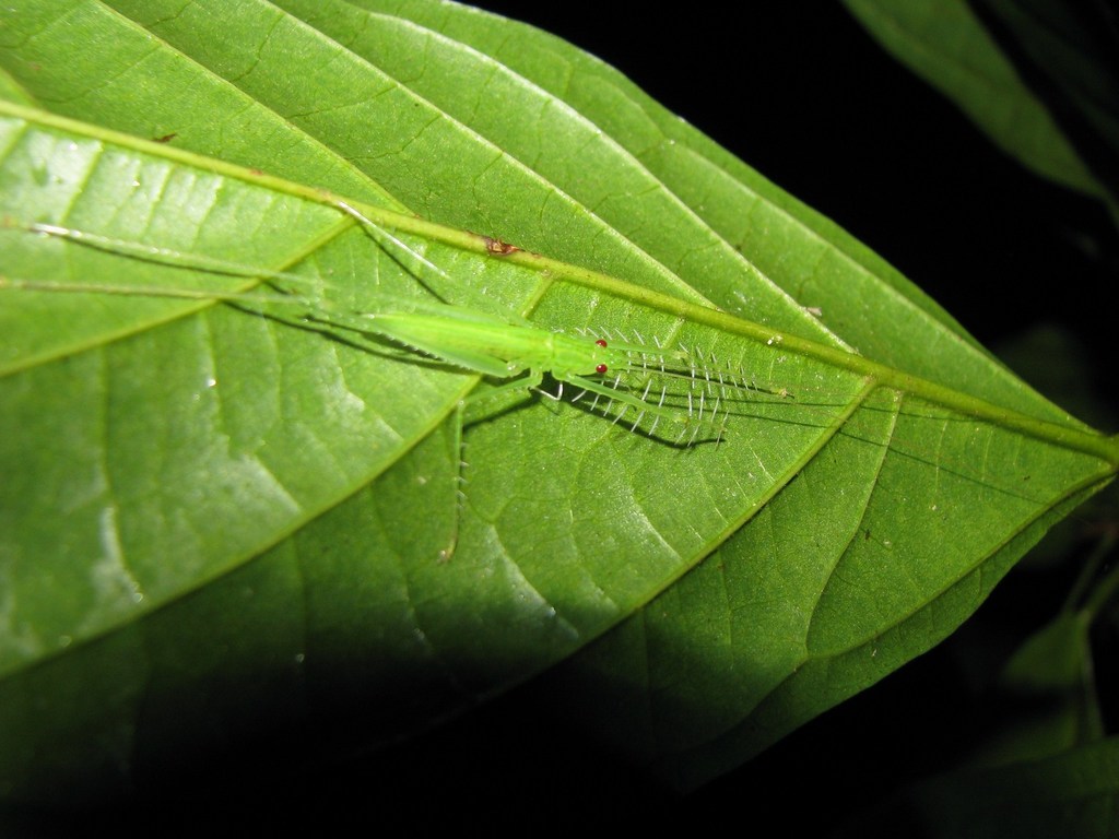 Phisidini