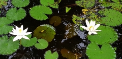 Nymphaea lotus
