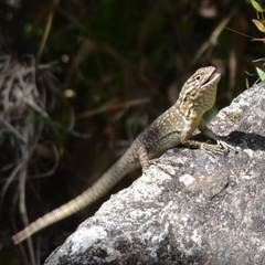 Stenocercus crassicaudatus