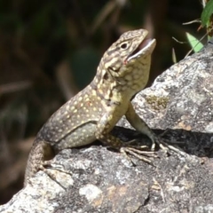 Stenocercus crassicaudatus