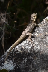 Stenocercus crassicaudatus