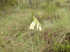Rhabdocaulon denudatum