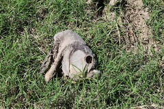 Pygocentrus nattereri