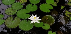 Nymphaea lotus
