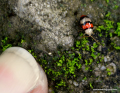 Monolepta orientalis