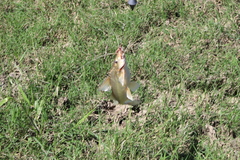 Pimelodus argenteus