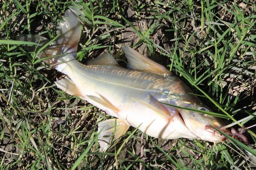 Silver antenna catfish (Pimelodus argenteus) — Pimelodidae — 3