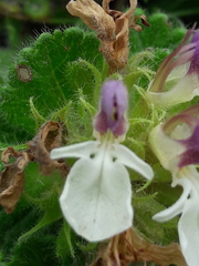Teucrium pyrenaicum