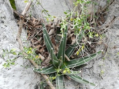 Agave victoriae-reginae