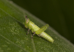 Abracris flavolineata