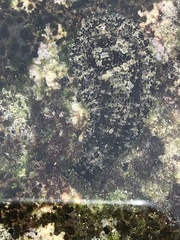 Dolabrifera dolabrifera