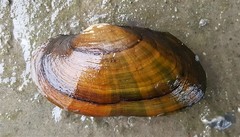 Strophitus undulatus