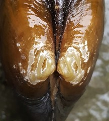 Strophitus undulatus