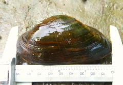 Alasmidonta marginata