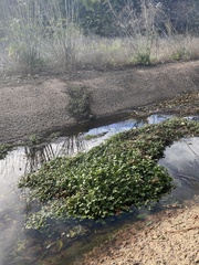 Hydrocotyle ranunculoides