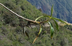 Sobralia dichotoma