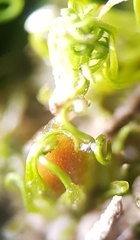 Weissia angustifolia