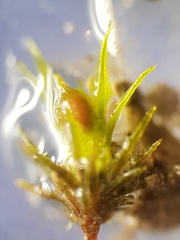 Weissia angustifolia