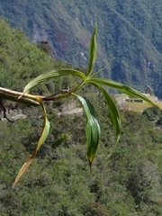 Sobralia dichotoma