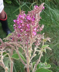 Pseudarthria hookeri