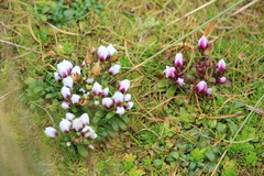 Gentianella concinna