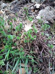 Petrosedum forsterianum