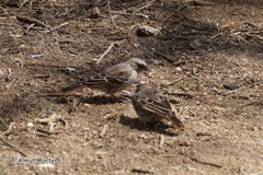 Histurgops ruficauda