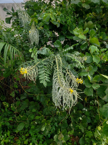 Laburnum, 2021-01-19