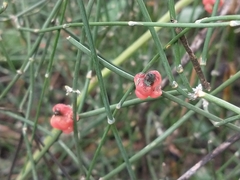 Ephedra triandra