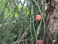 Ephedra triandra