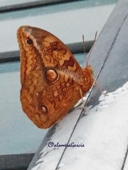 Opsiphanes boisduvallii
