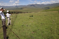 Satyrium sphaerocarpum