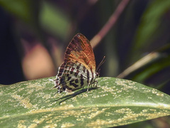 Drupadia ravindra