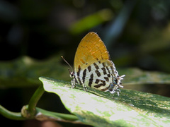 Drupadia ravindra