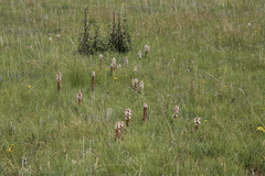 Satyrium sphaerocarpum