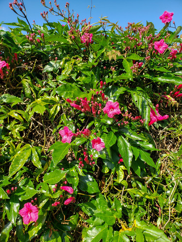 Ipomoea horsfalliae