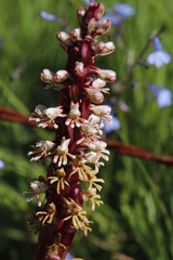Satyrium cristatum cristatum