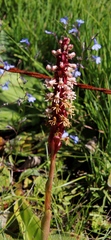 Satyrium cristatum cristatum