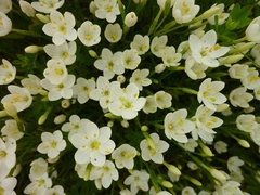 Centaurium scilloides