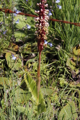 Satyrium cristatum cristatum